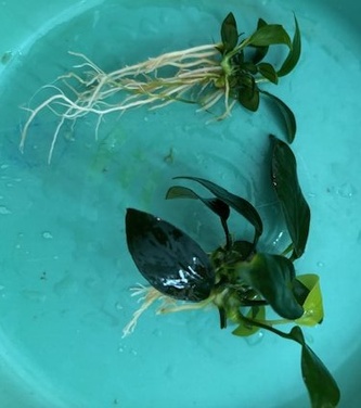 Anubias mini aquarium plant