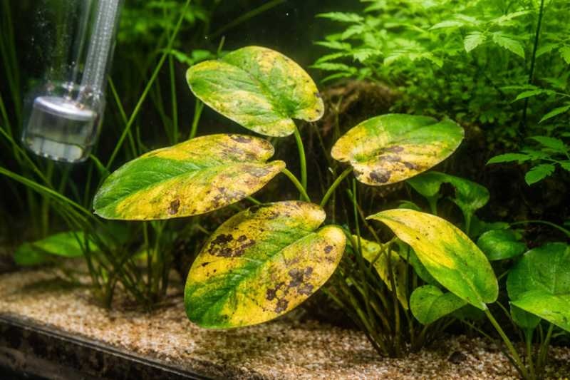 Foto van een aquariumplant met gele bladeren