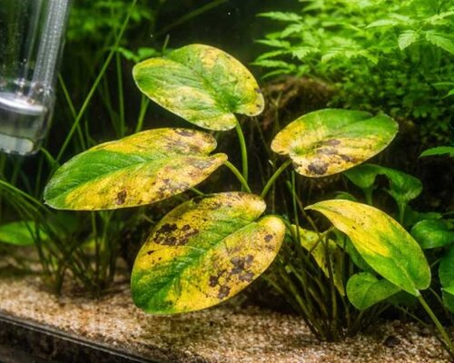 Gele bladeren bij aquariumplanten? De gids voor diagnose en herstel