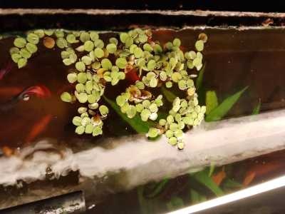 Salvinia Natans drijfplant