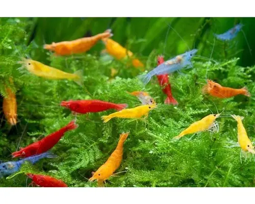 Garnalenaquarium Indraaien voor Beginners: Stap-voor-Stap Gids