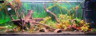 Aquael Turbo Filter 2000 in Aquarium
