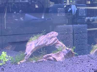 Dennerle Crusta Root Aquarium Decoratie