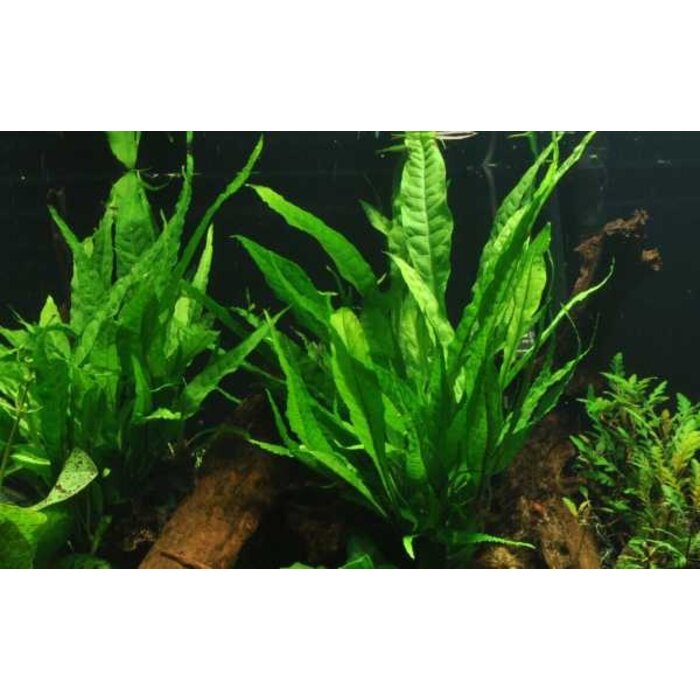 Microsorum pteropus - Javavaren