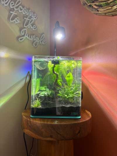 Dennerle Nano Cube 20L ingericht