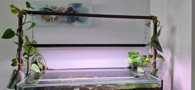 Chihiros Universal WRGB 800 hangend boven aquarium