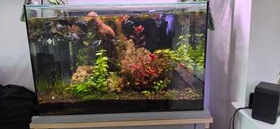 Chihiros Universal WRGB 800 kleurweergave in aquarium