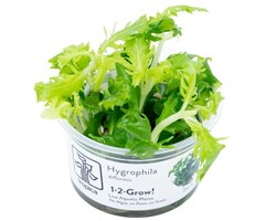Tropica Hygrophila difformis - In vitro cup
