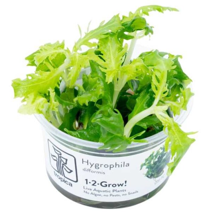 Tropica Hygrophila difformis - In vitro cup