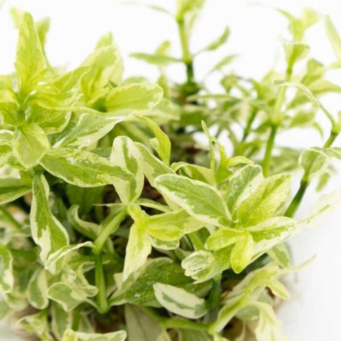 Tropica Hygrophila polysperma 'White' - In vitro cup