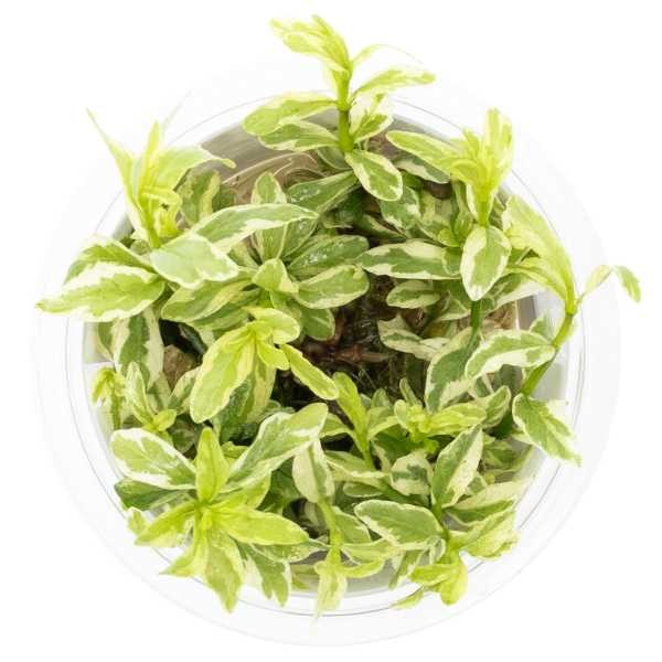 Tropica Hygrophila polysperma 'White' - In vitro cup