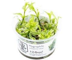 Tropica Hygrophila polysperma 'White'