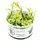 Hygrophila polysperma 'White'  - In vitro cup