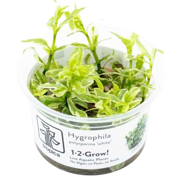 Tropica Hygrophila polysperma 'White' - In vitro cup