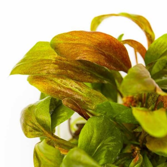 Tropica Lysimachia parvifolia ‘Red’ - In vitro cup