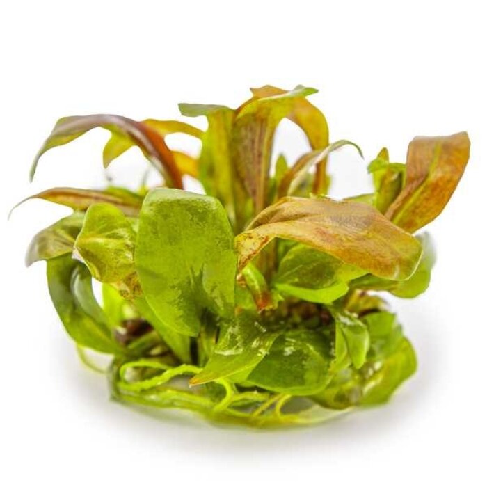 Tropica Lysimachia parvifolia ‘Red’ - In vitro cup