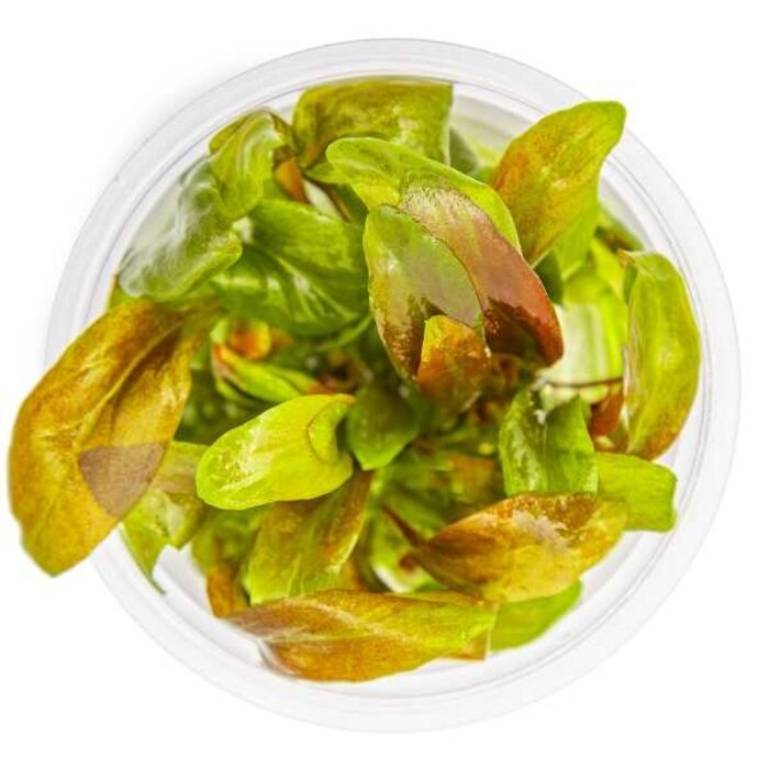 Tropica Lysimachia parvifolia ‘Red’ - In vitro cup