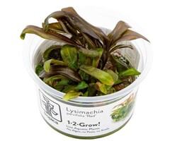 Tropica Lysimachia parvifolia ‘Red’ - In vitro cup