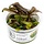 Lysimachia parvifolia ‘Red’ - In vitro cup