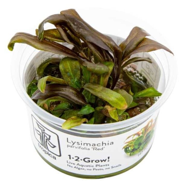 Tropica Lysimachia parvifolia ‘Red’ - In vitro cup