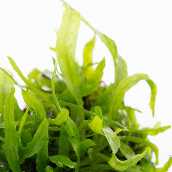 Tropica Microsorum pteropus 'Narrow' - In vitro cup