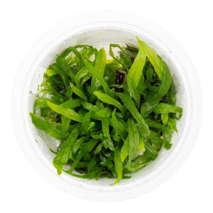 Tropica Microsorum pteropus 'Narrow' - In vitro cup