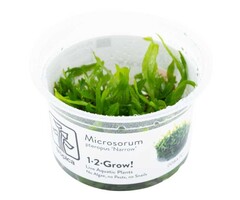 Tropica Microsorum pteropus 'Narrow' - In vitro cup