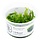 Microsorum pteropus 'Narrow' - In vitro cup
