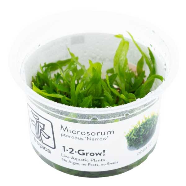 Tropica Microsorum pteropus 'Narrow' - In vitro cup