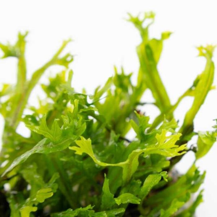 Tropica Microsorum pteropus 'Windeløv' - In vitro cup