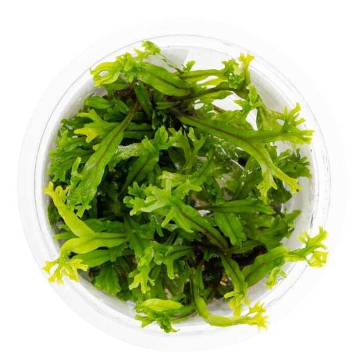 Tropica Microsorum pteropus 'Windeløv' - In vitro cup