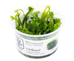 Tropica Microsorum pteropus 'Windeløv' - In vitro cup