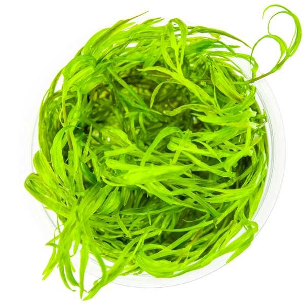 Tropica Najas guadalupensis 'Guppy Grass' - In vitro cup