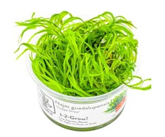 Tropica Najas guadalupensis 'Guppy Grass' - In vitro cup