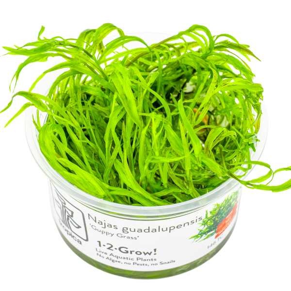 Tropica Najas guadalupensis 'Guppy Grass' - In vitro cup