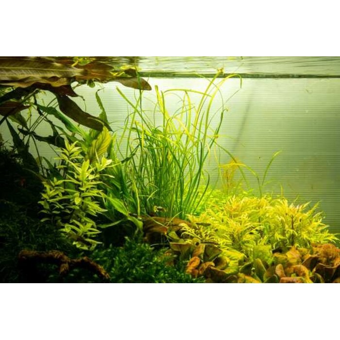 Tropica Sagittaria subulata 'Needle Leaf' - In vitro cup