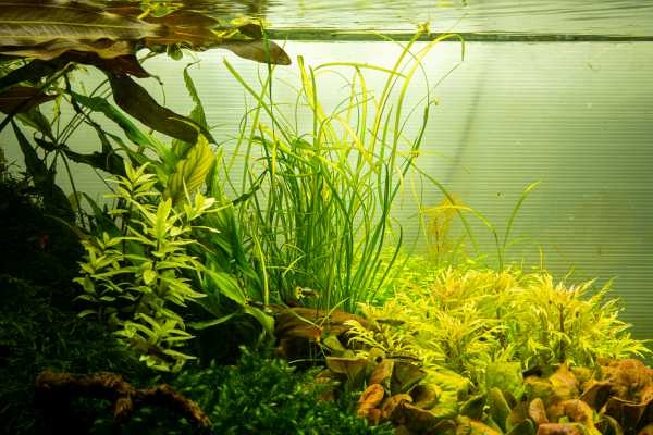 Tropica Sagittaria subulata 'Needle Leaf' - In vitro cup