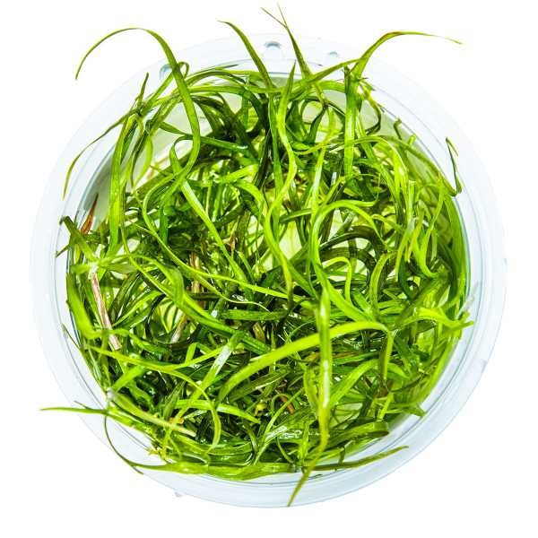 Tropica Sagittaria subulata 'Needle Leaf' - In vitro cup