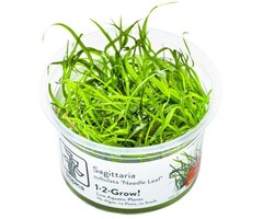 Tropica Sagittaria subulata 'Needle Leaf' - In vitro cup