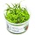 Sagittaria subulata 'Needle Leaf' - In vitro cup