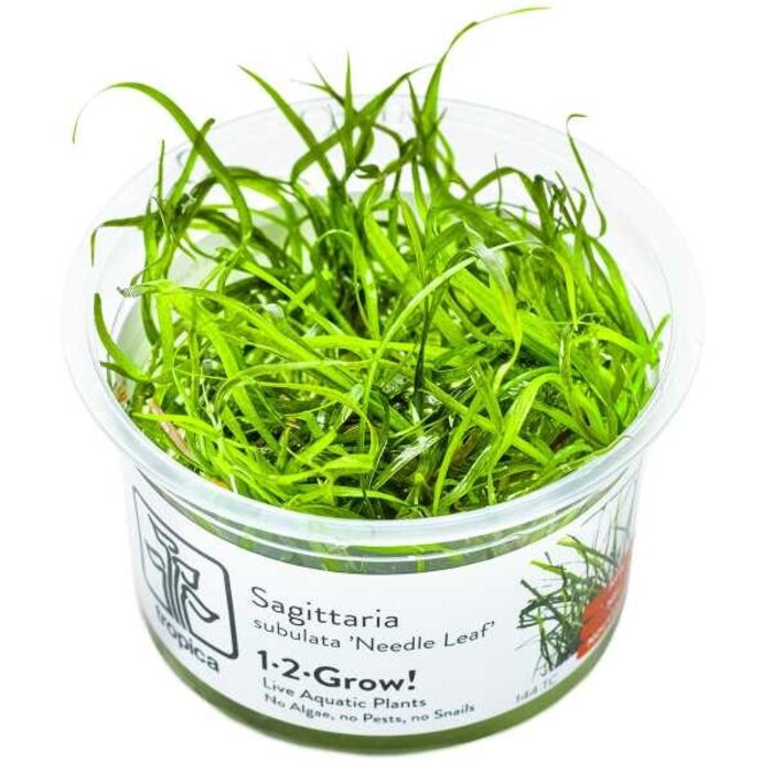 Tropica Sagittaria subulata 'Needle Leaf' - In vitro cup