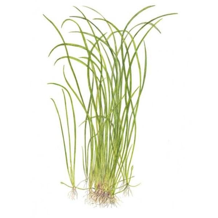 Tropica Sagittaria subulata 'Needle Leaf' - In vitro cup