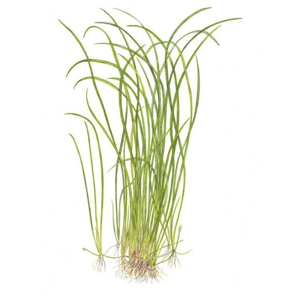 Tropica Sagittaria subulata 'Needle Leaf' - In vitro cup