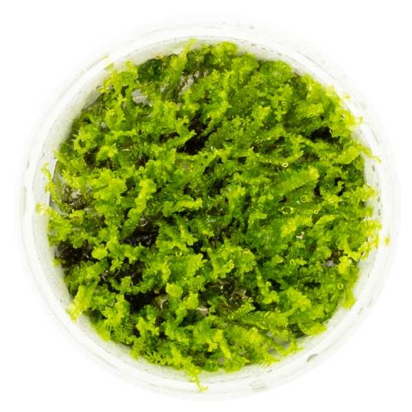 Tropica Solenostoma tetragonum 'Pearl Moss' - In vitro cup