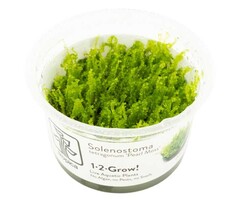 Tropica Solenostoma tetragonum 'Pearl Moss' - In vitro cup