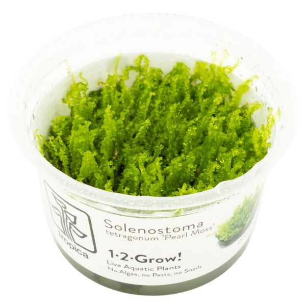 Tropica Solenostoma tetragonum 'Pearl Moss' - In vitro cup
