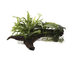 Tropica Driftwood XL + Microsorum - Anubias 'Duet'