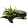 Kienhout XL met Microsorum - Anubias 'Duet'