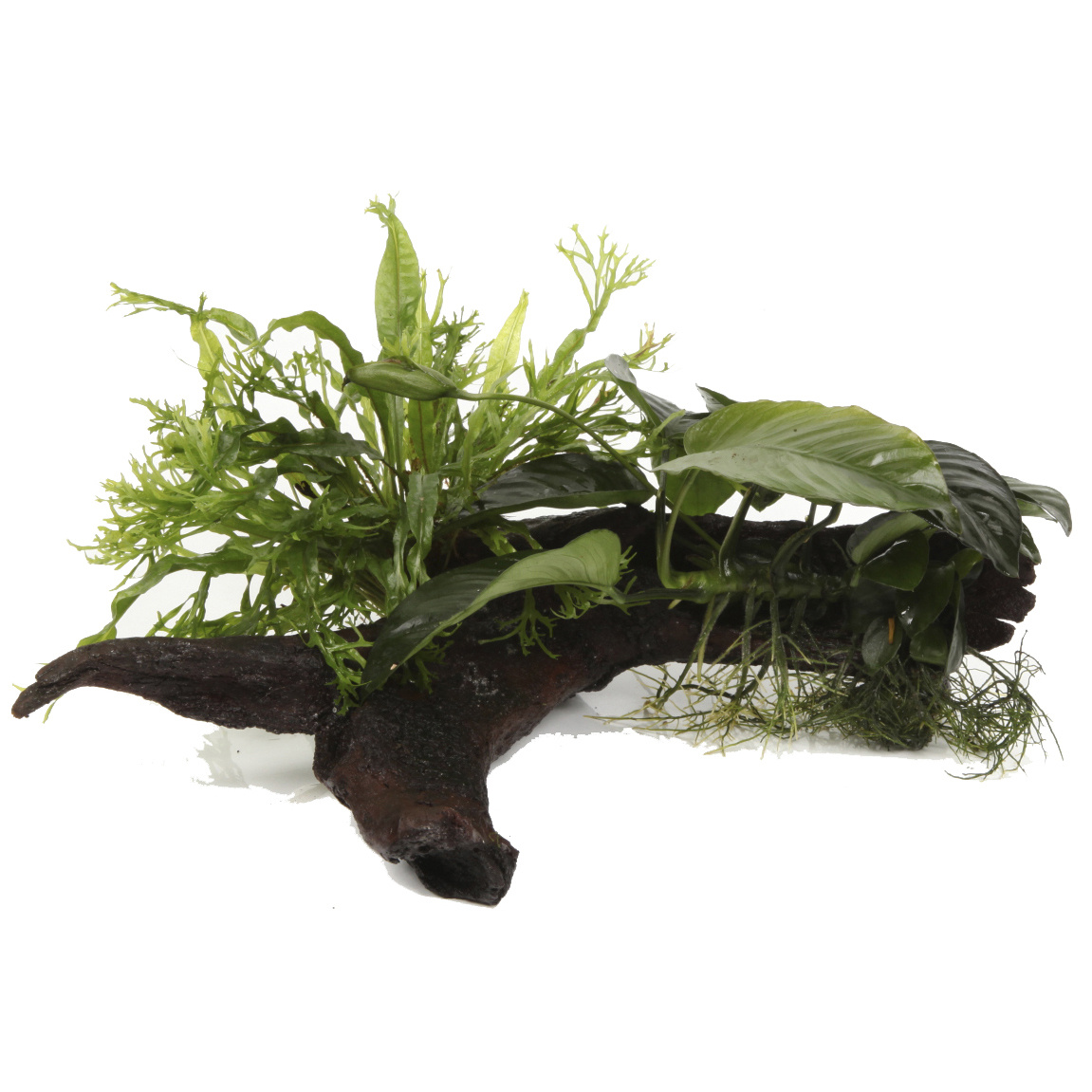 Tropica Driftwood XL + Microsorum - Anubias 'Duet'