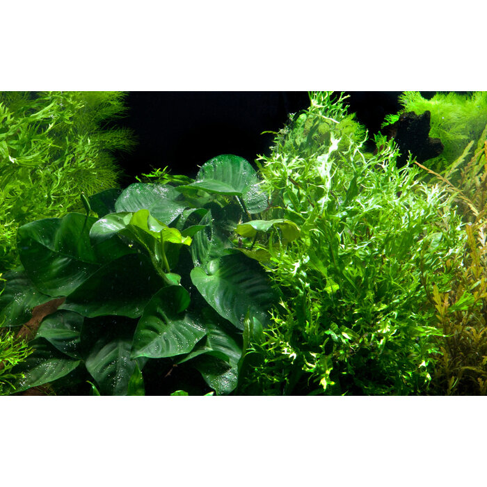 Tropica Kienhout XL met Microsorum - Anubias 'Duet'